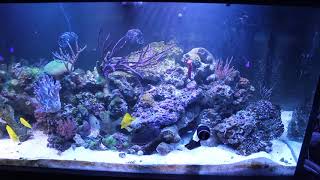 Reef System Overview 180 Gallon Display with 150 Gallon Sump