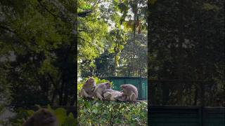 A Day in the Wild: Hunting Monitor Lizard and Relaxing Monkey Family