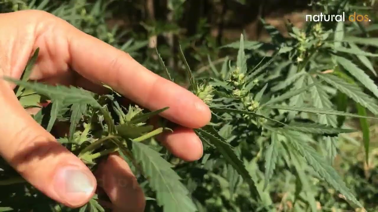 What to know about THCA Flower and its legality
