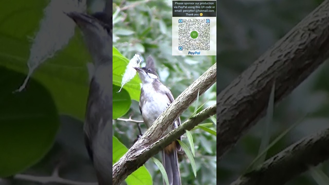 紅耳鵯樹上玩弄樹葉 #bird #birding #wildlife #公園 #大自然 #生態攝影 #趣味 #野生動物 #自然 #wings #鳥 #nature #cute #hk #動物 #葉