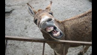 Pranty Buza Düşmeye Çalışıyo Korkuncbirsey