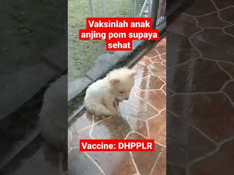 Video: Vaksin Leptospirosis untuk Anjing
