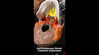 Hydrogel Soft Biomedical Robot
