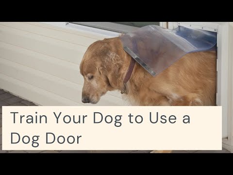 How to Train Your Dog to Use a Dog Door || How to train your puppy to use a dog door