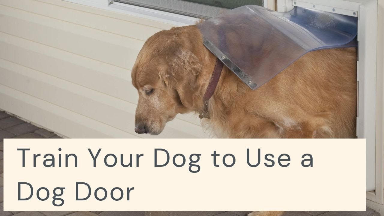 How To Train Fearful Dog To Use Dog Door
