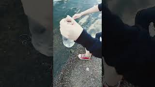 As Meninas Pegando Girinos