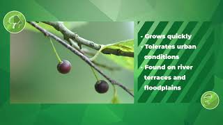 Common Hackberry