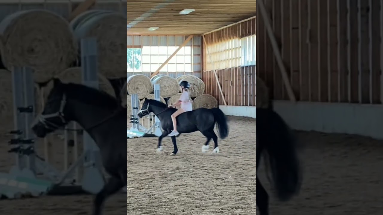 training in shorts pony approved 