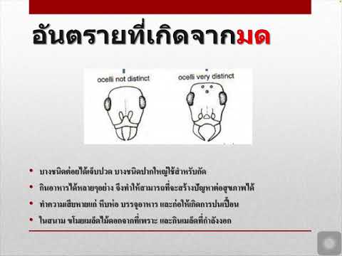 ชีววิทยาของมด
