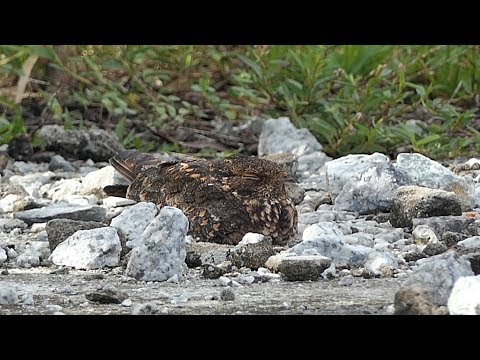 Savanna Nightjar