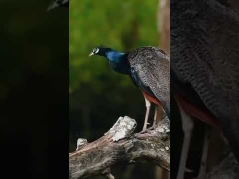 peacock sound short video #peacock #sound #shortvideo