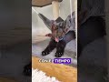 Man feeds bread to sable #animals #Friendship #Us