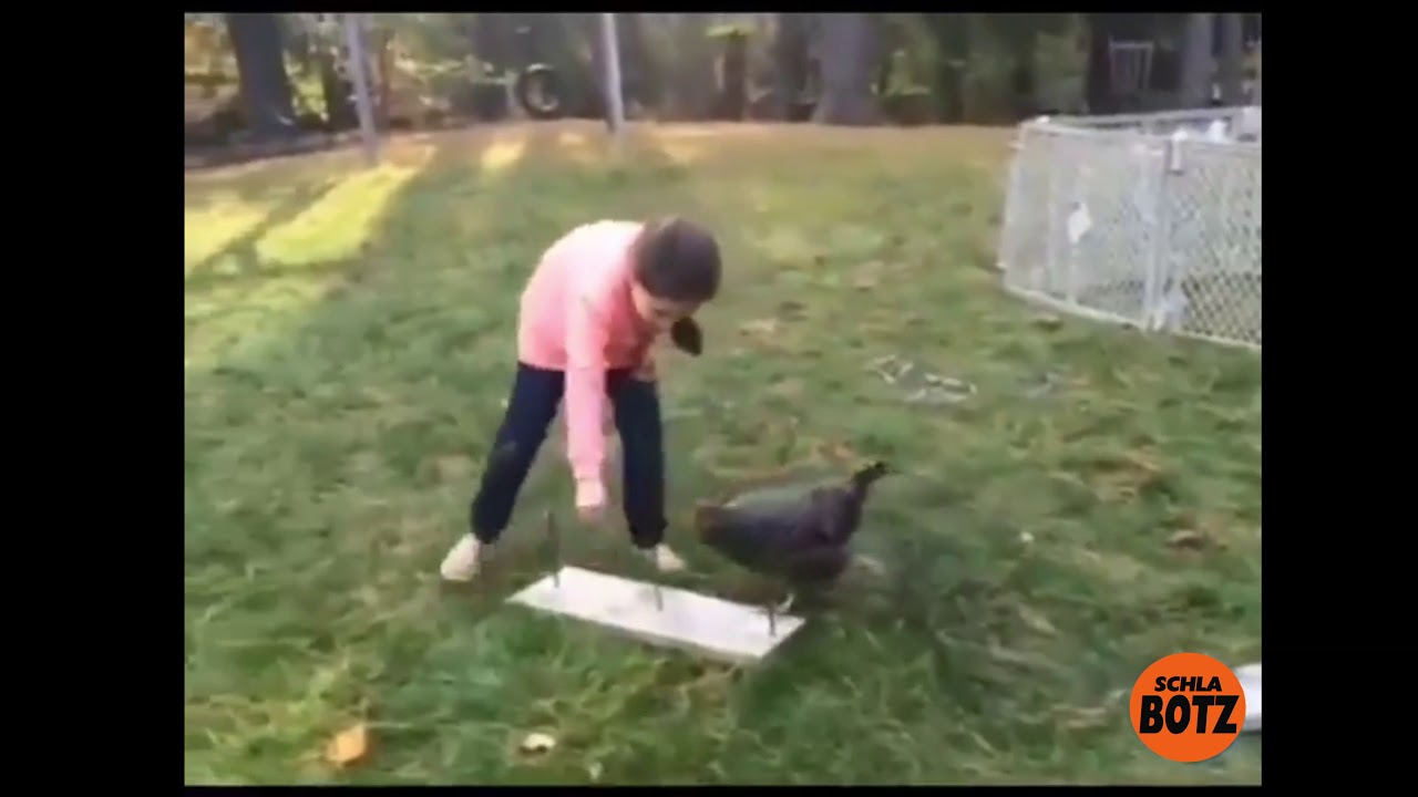 niedlich! huhn hüpft im schlusssprung durch reifen