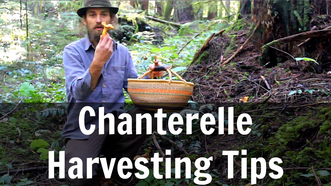 Chanterelle Harvesting Tips Harmonic Arts YouTube