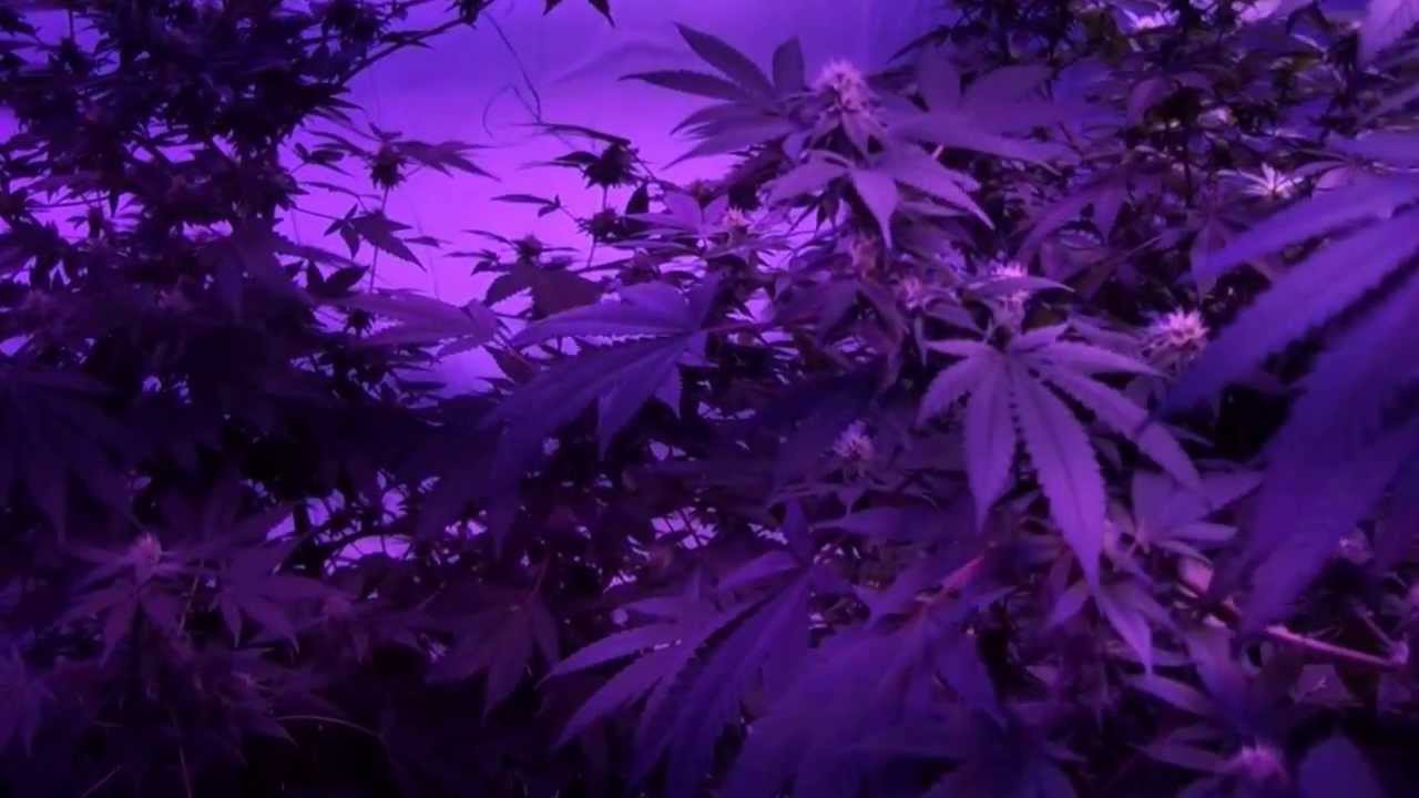 Kushington Farms Takes a Wander Around the Garden Lush LED Lighting dominator room 11 09 13