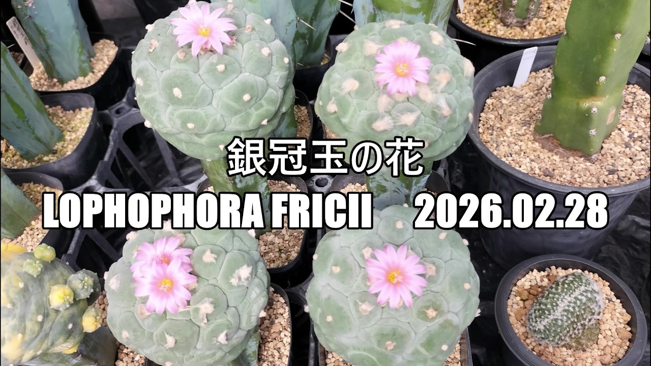 銀冠玉の花 Lophophora fricii 2026 02 28 - YouTube