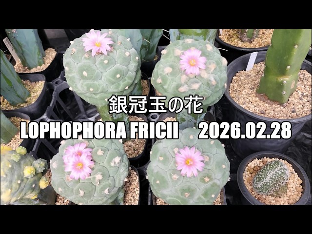 銀冠玉の花 Lophophora fricii 2026 02 28 - YouTube
