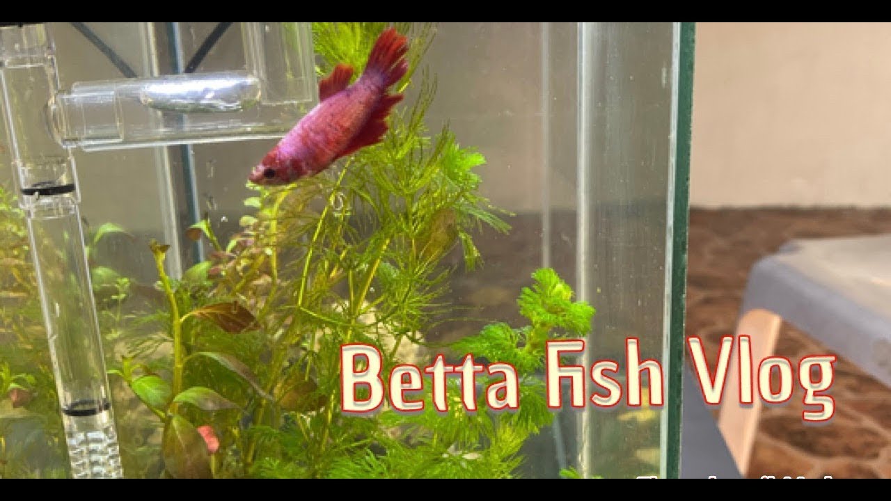 BETTA FISH + AQUARIUM CLEANING TOOLS  FROM LAZADA