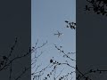 Iberia Airbus A320NEO through the trees