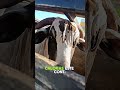 “Este Toro No Conoció la Dieta 😅🐂”