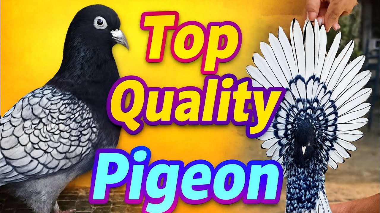 Fancy Pigeon Show | 