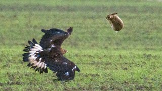 Celebrity Golden Eagle Vs. Hare | UK [Season #2] Part 3. Jumping Hares! Wealth
