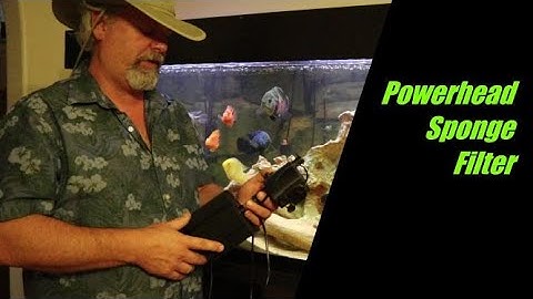 Powerhead Sponge Filter Update After 3 months of Use in a 120 Gallon Tank
