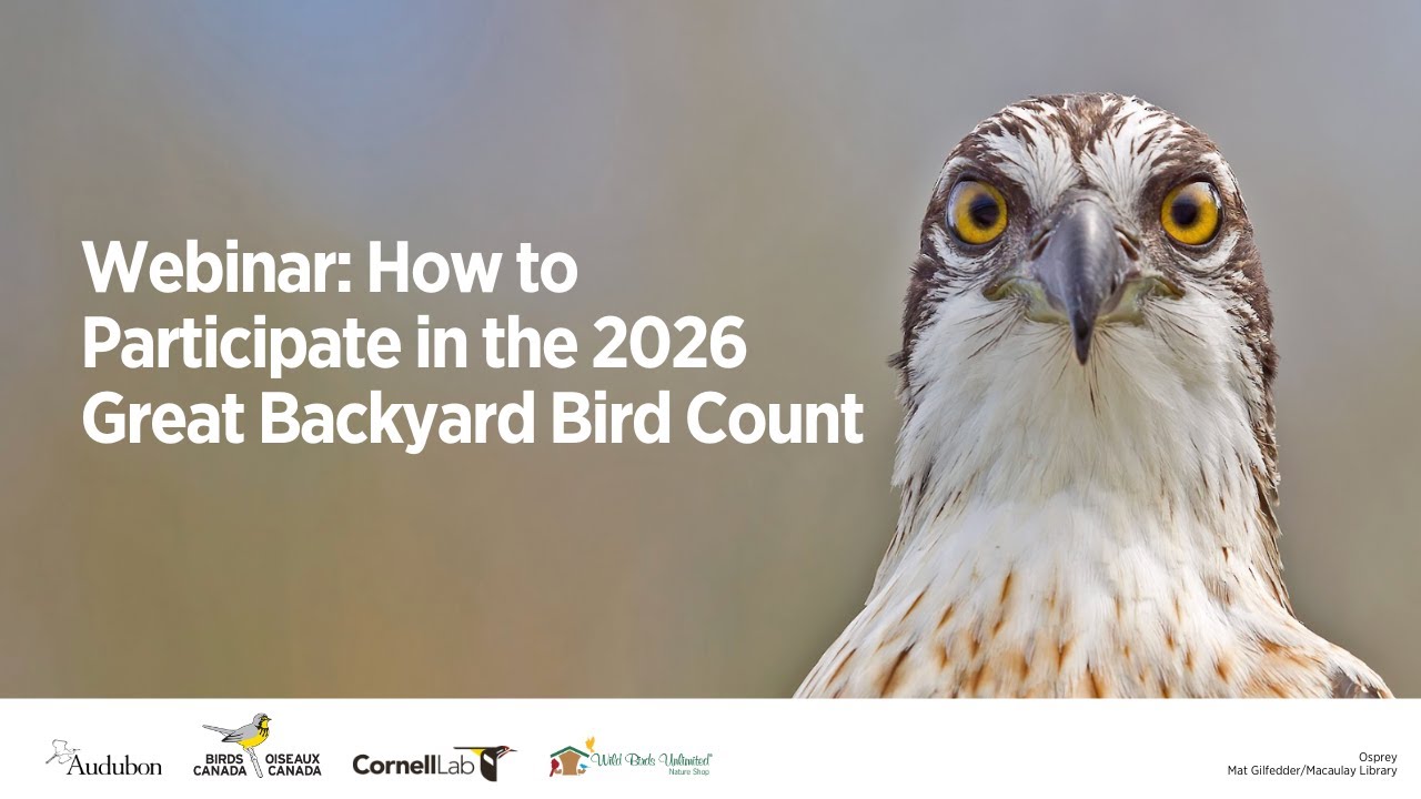 How to Participate in the Great Backyard Bird Count 2026