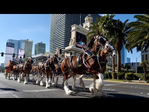 Life on the Road for the Budweiser Clydesdales | Doovi