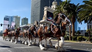 Vegas Gallops Towards Superbowl With Budweiser Clydesdales