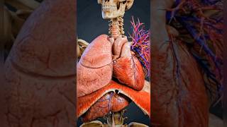Inside the Chest: Ultra Realistic Human Heart and Lung Anatomy Visualization