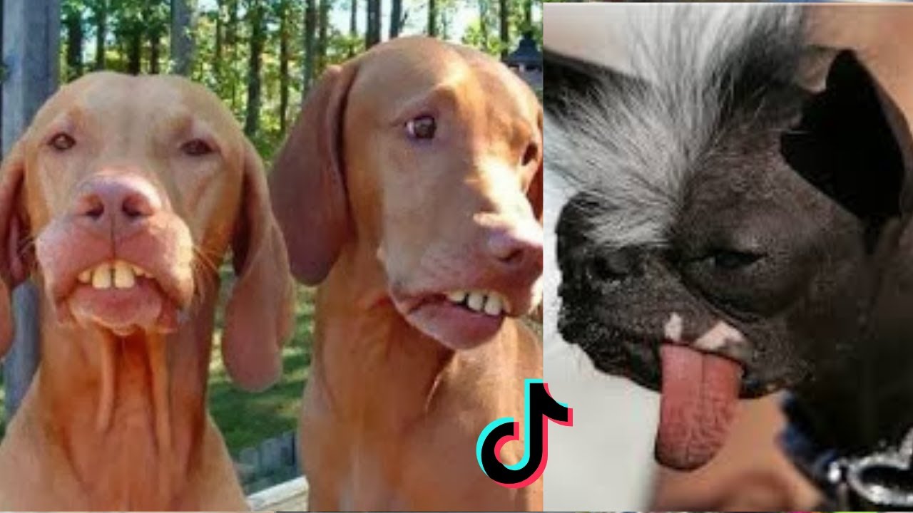 Tik Toks - Comp Funny Pets Doing Funny Things - YouTube