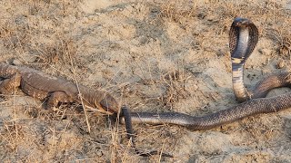 Black Cobra vs Monitor Lizard