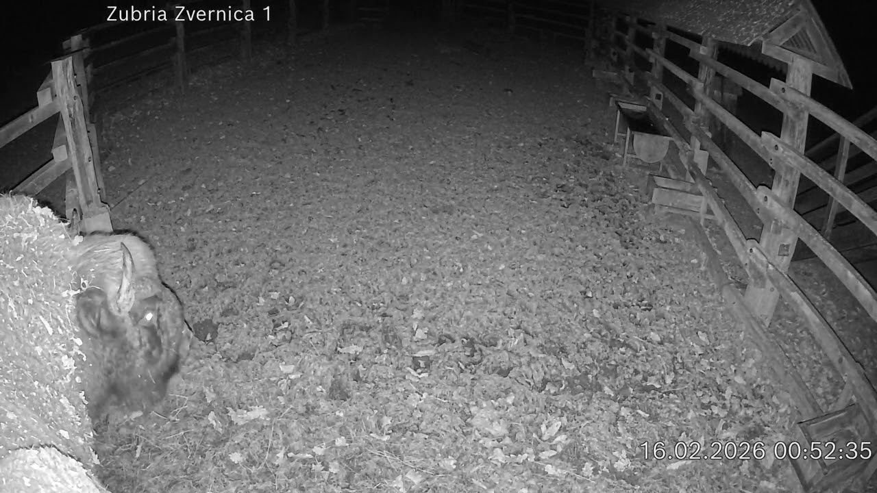 Zubria zvernica (cam212) 16.02.2026 o 00:54