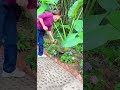 Achieve inner peace and stress relief with these flower gardening tips at home Ep 94 #diy #craft