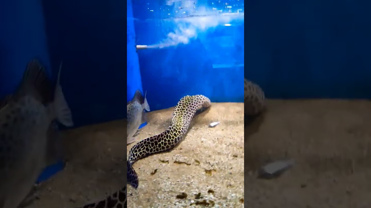 Honeycomb Moray EEL with Poisonous SCAT Fish😱🤯 