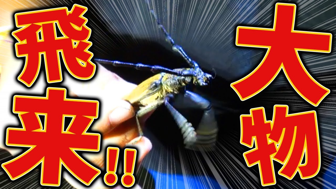 オオクワガタの採集記録のある土地でライトトラップしたら予想外の大物がやってきた！