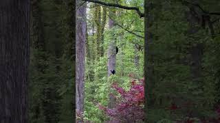 Bear Cubs Scramble up a Tree While Waiting for Their Mother