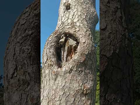 #winterflowers #roofgardening #smalltrees #lovenature #plant trees and make your home more beautiful