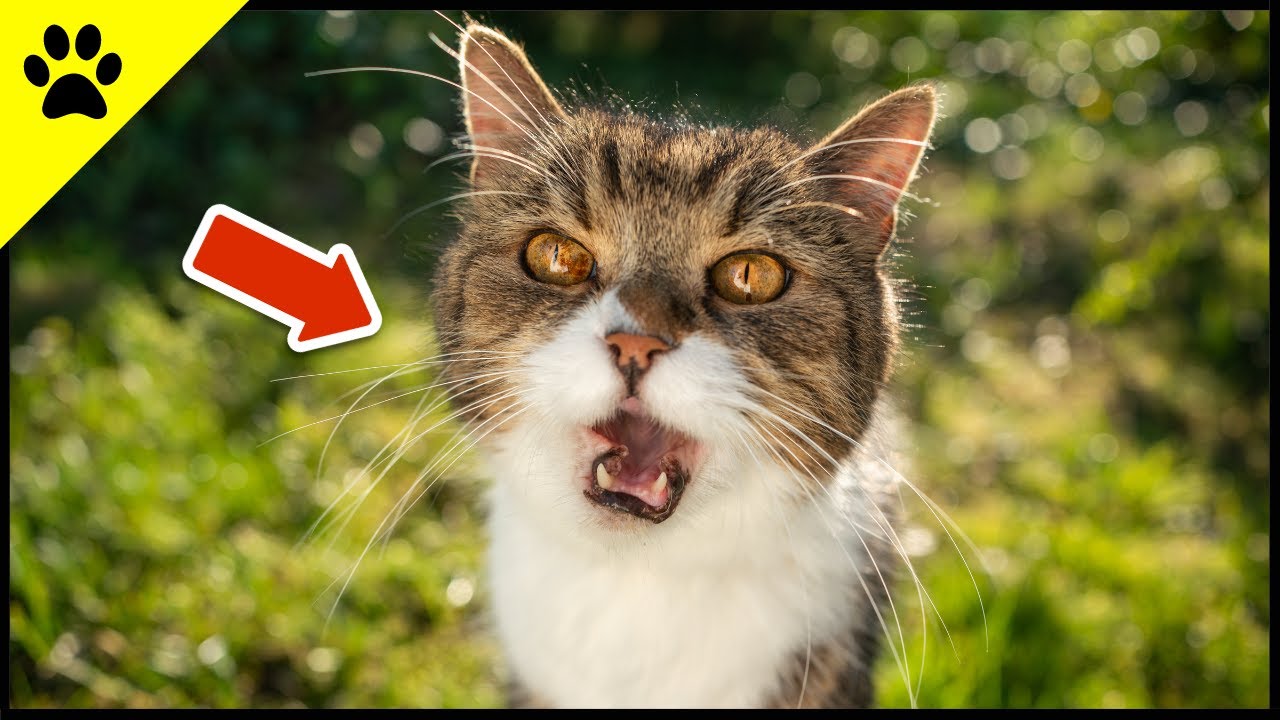 4 Characteristics Of a BAD Cat Owner (DON'T DO IT) ⛔️ YouTube