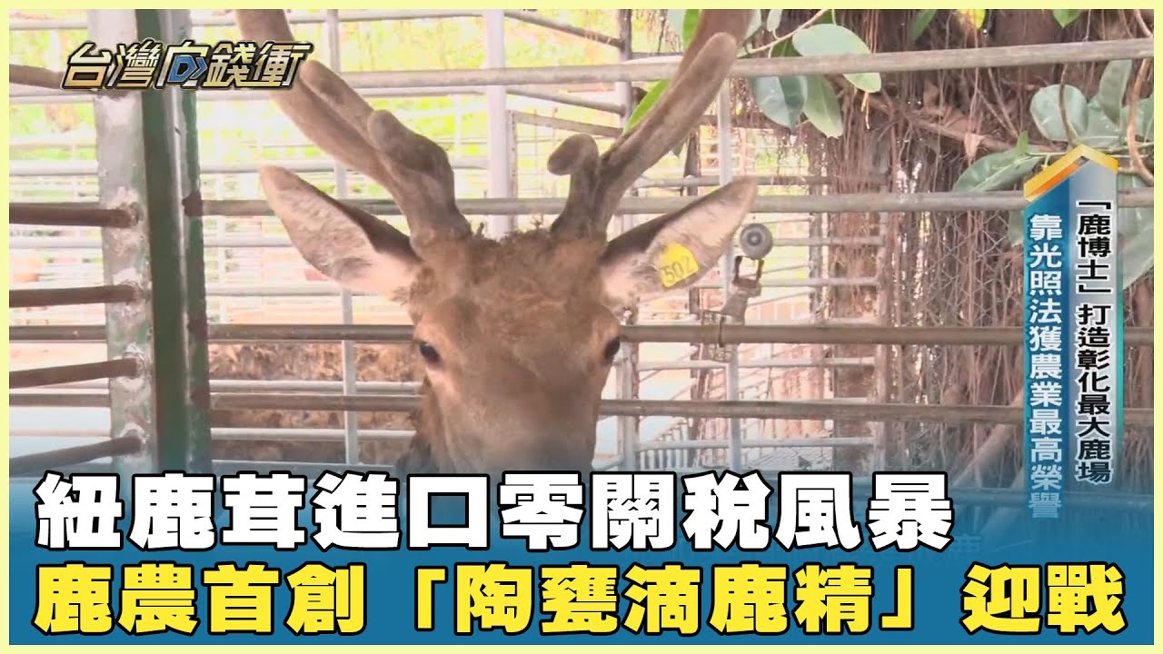 紐鹿茸進口零關稅風暴鹿農首創「陶甕滴鹿精」迎戰20240217【台灣向錢衝