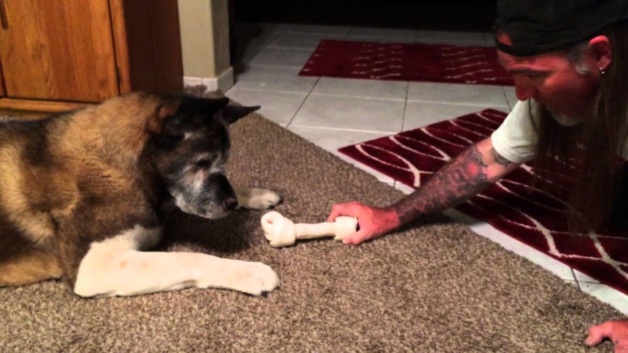 Funny dog (Akita) slapping her paws! YouTube