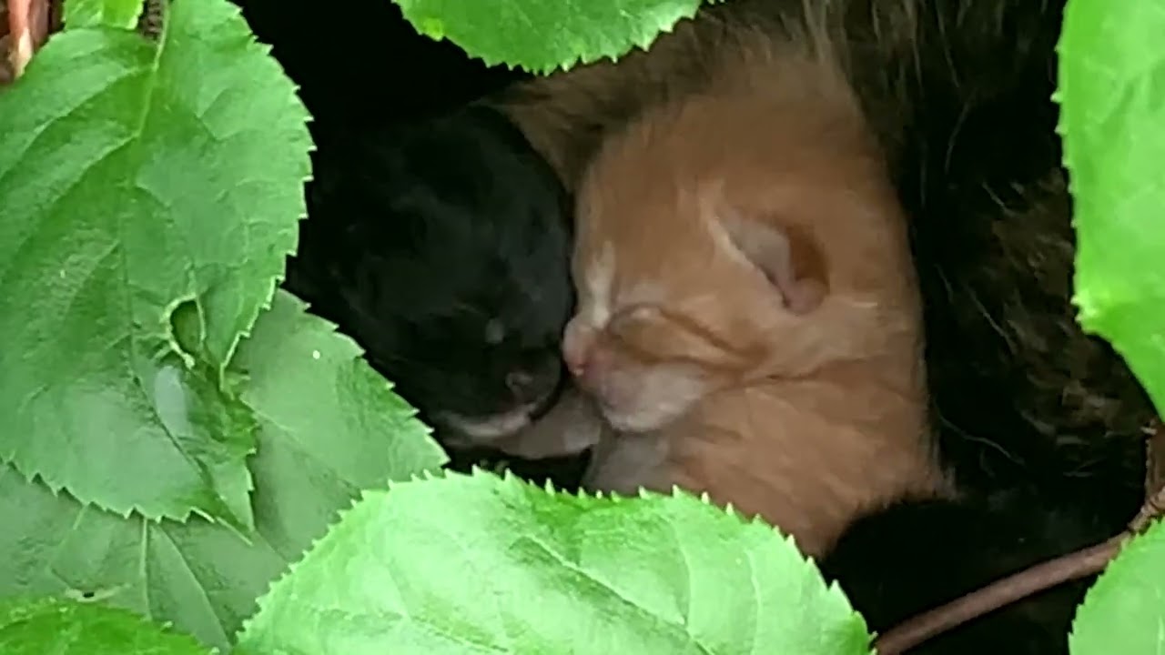 ねこちゃんの物語：庭で生まれたばかりの子猫を見つける - Catit, image size:1280x720