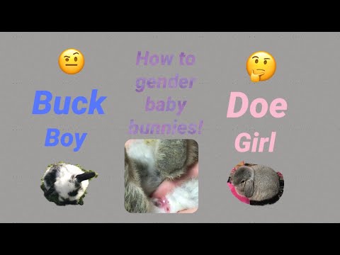 How to gender baby bunnies