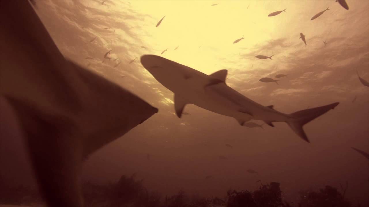 documentaries on youtube Lemons and Reefs