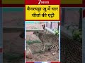 Animal News : बैनरघट्टा जू में चार चीतों की एंट्री #viralvideo #viralnews #latestnews