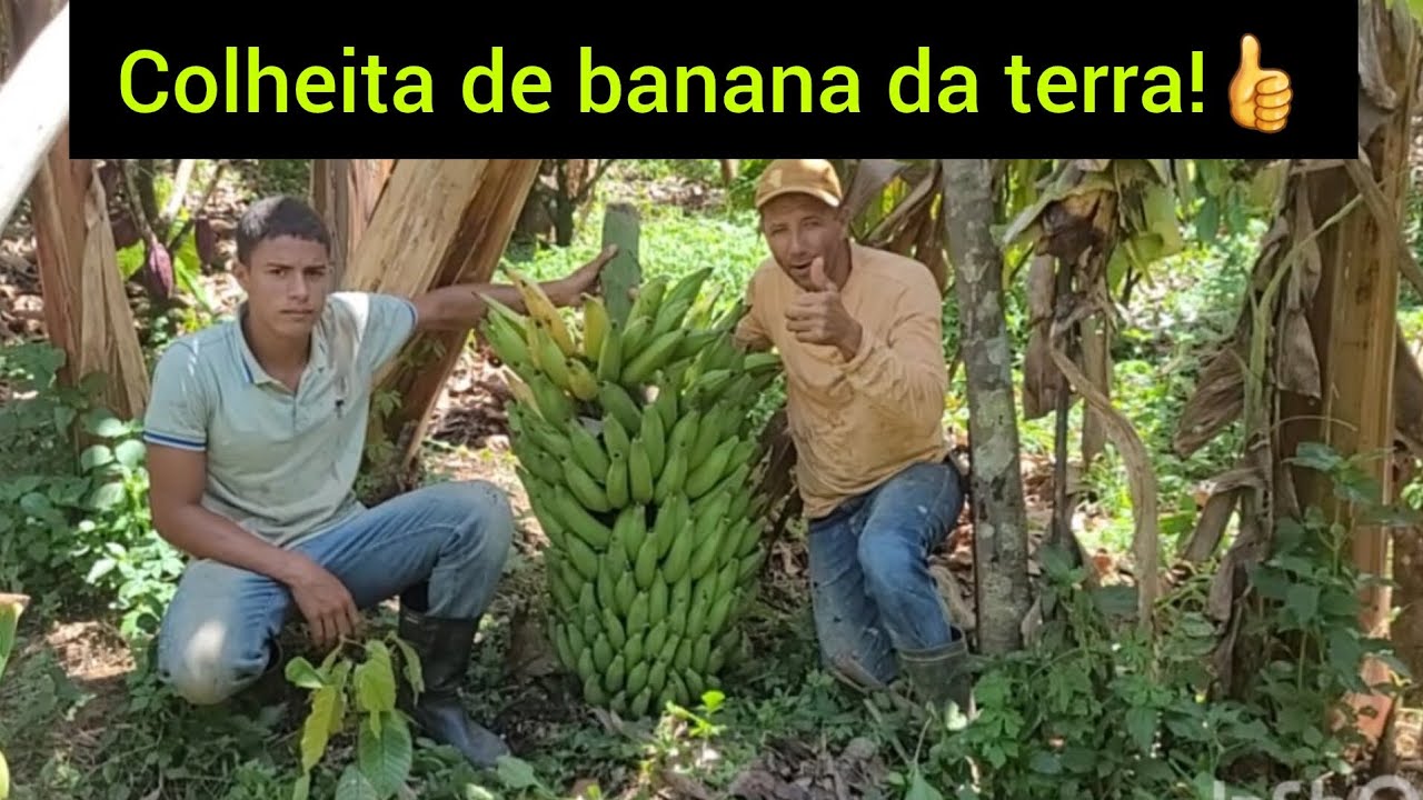 Produção de banana🍌consorciada com cacau clonado aqui na roça 