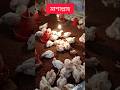 #poultryfeed #poetry #shortsfeed #short #viralshort #Ak poultry feed.