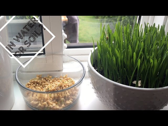 Super Easy Science: How to Grow Wheatgrass on Water Beads - Left