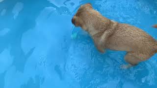 Cute Dog Fox Game Of Ball Gob In And Out Of The Water